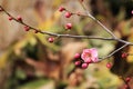 Plum blossomÃ¯Â¼ËArmeniaca mumef.rubriflora T. Y. ChenÃ¯Â¼â°